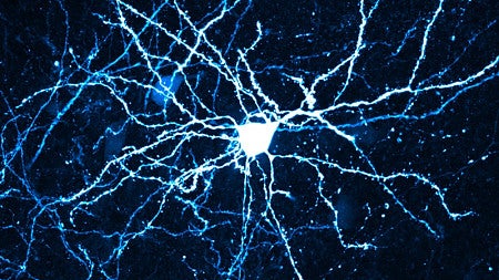neurons graphic 