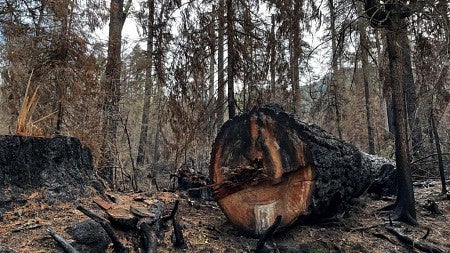 a burned forest