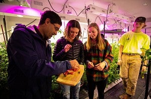 Grow pod harvest with faculty and students