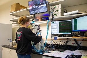 Scientists looks through microscope