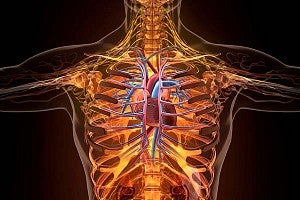 Human Anatomy