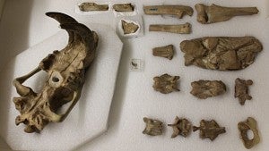 Saber-toothed predator fossils.