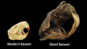 Compared to today's beavers, the ancient giant beaver was much larger, the size of a small bear.