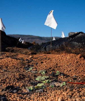 fire ecology research area with white flags marking plants