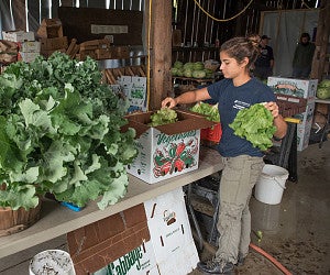 Student boxing lettuce on farm
