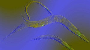 worms with different genetics to the mating pool