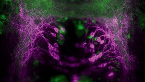 The populations of neurons labeled here in magenta and green are both involved in regulating social behaviors in zebrafish and likely fit into a larger brain circuit.