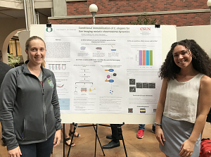 Students showcase their presentation