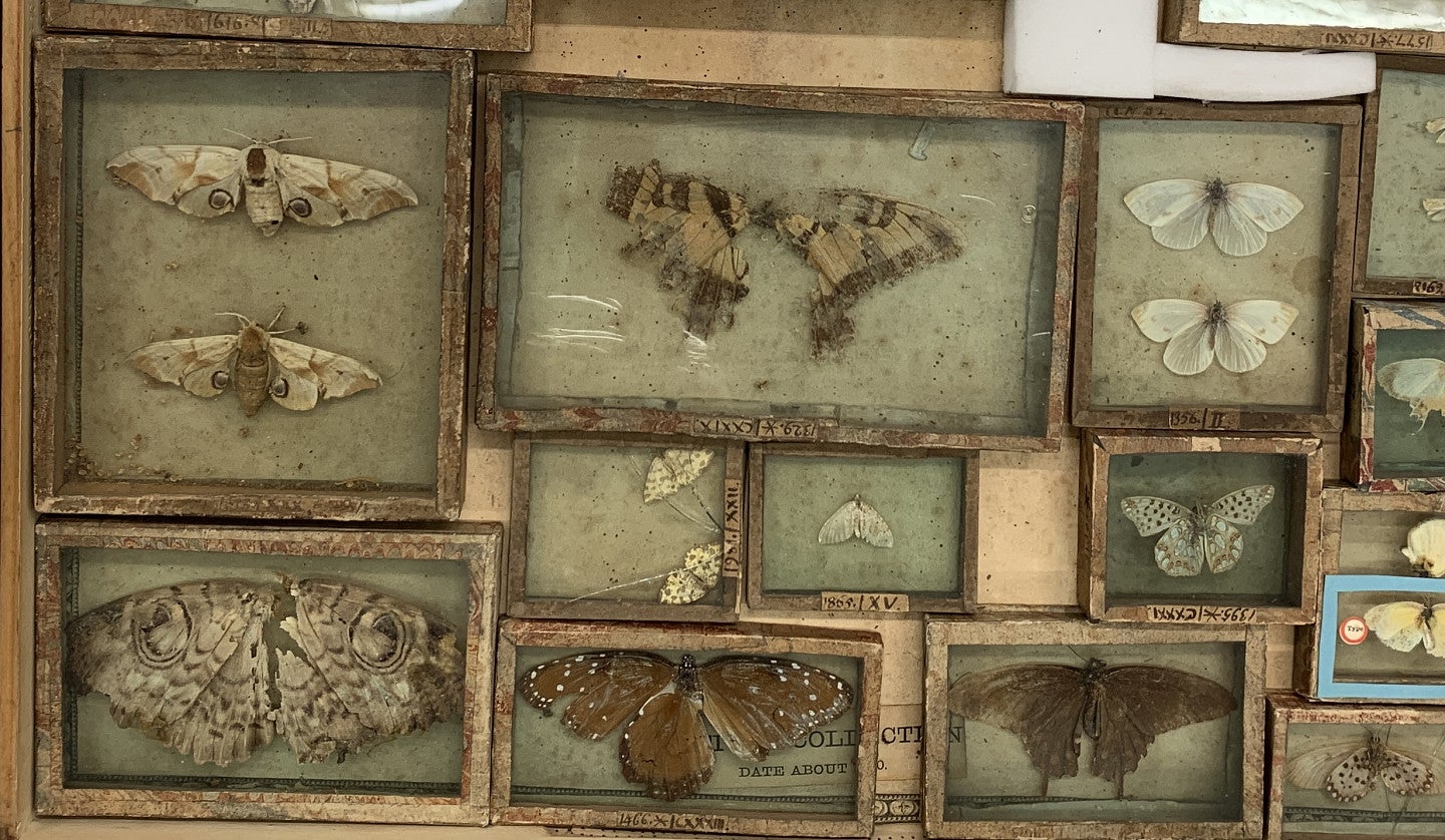 Insect specimens