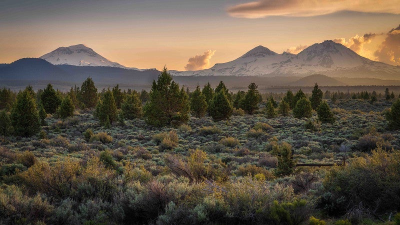Oregon landscape of trees in foreground and mountains in background