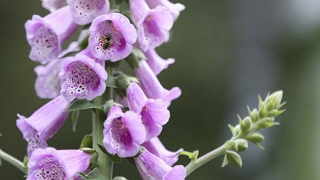 A bee sits on a purple flower