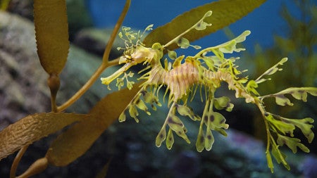 A sea dragon in the water