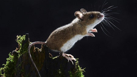 A mouse stands on a stump
