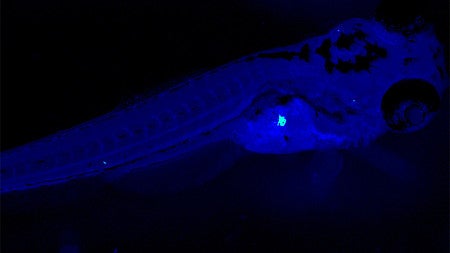 UO researchers use zebrafish to study a bacterial protein that could be an important clue to understand Type 1 diabetes.