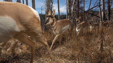 Pronghorn antelope on migration (Image: Joe Riis)