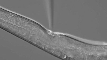 A new technique developed by UO researchers allows them to inject genetic material (above) into C. elegans worms and test many mutations at once.