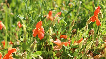 CAS research sponsored-Diez monkeyflower