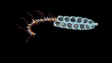 Siphonophores (above) use a multijet propulsion system the UO researcher say could help in the design of undersea vehicles.