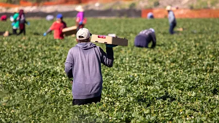 farmworkers harvesting in a field