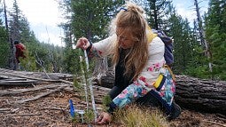 student measuring conifer seedling
