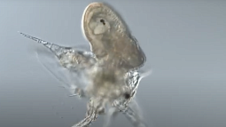 Flatworm larva eats nauplius
