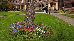 campus in spring with flowers growing around a tree