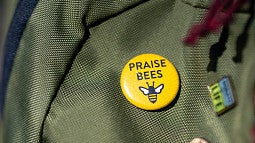 Bee pin