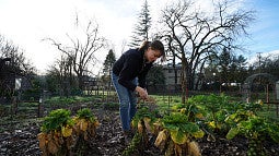 A student tends to the urban garden