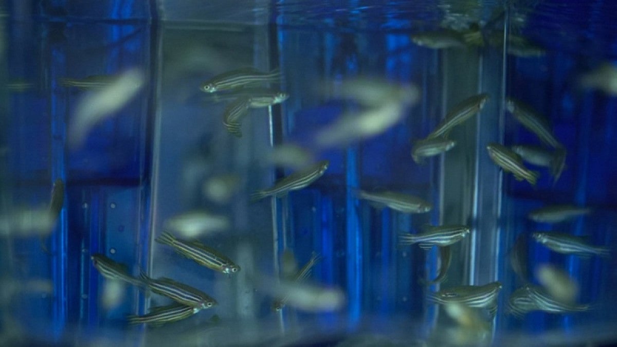 A group of swimming zebrafish.