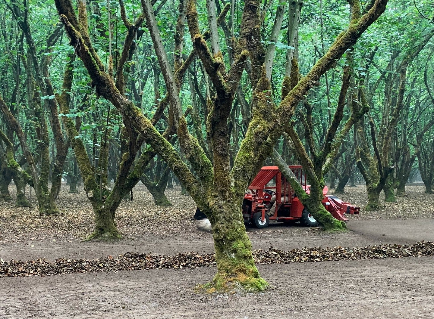 hazelnut orchard with harvester equipment among trees