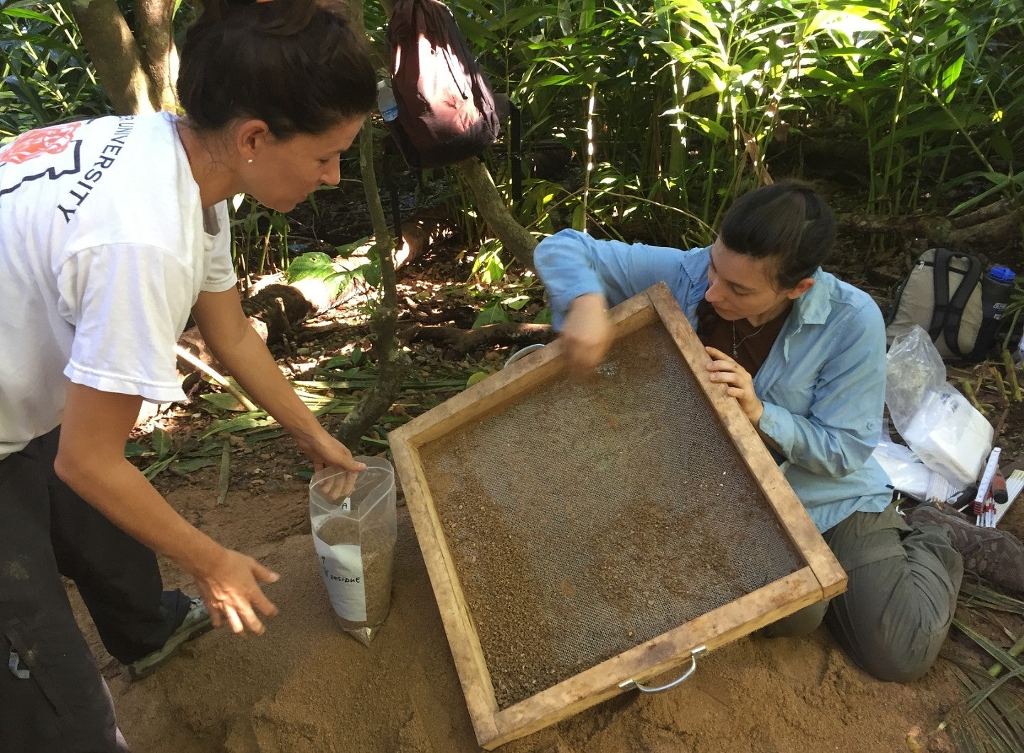Researchers sifting dirt through screen in tropical grove