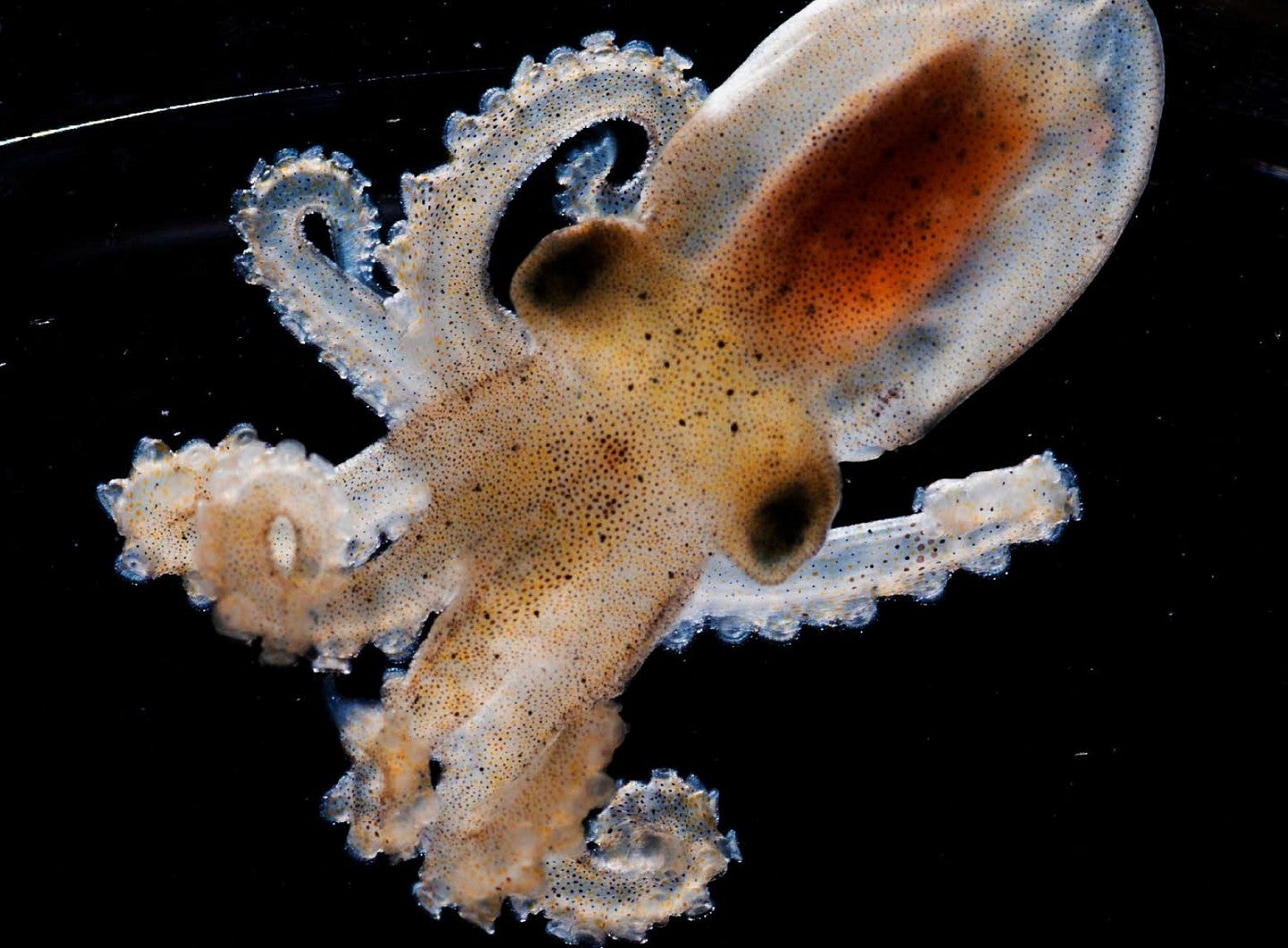 baby octopus in a petri dish