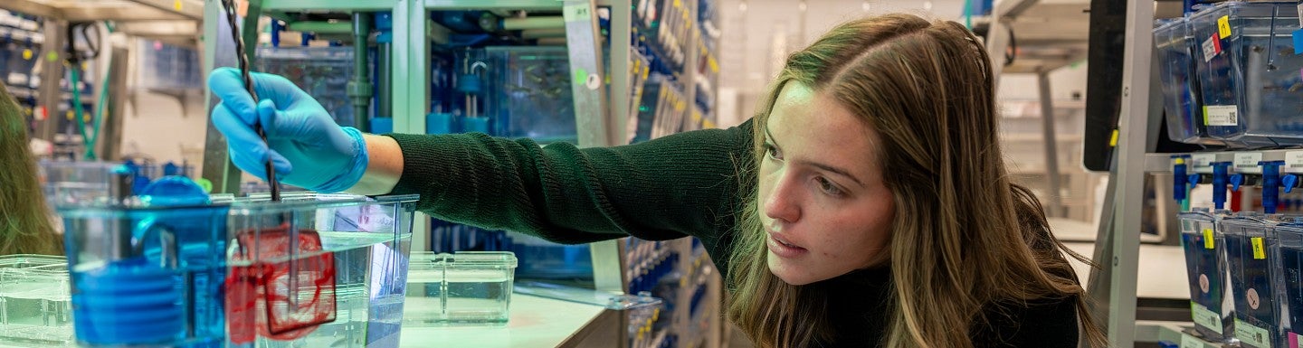 a person in a lab using a net for zebrafish