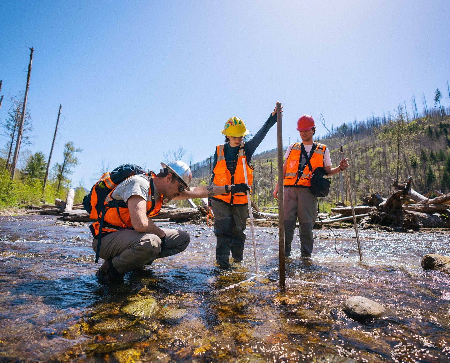 a group of people working in a river with a backdrop of forests