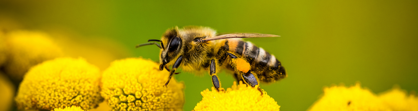 A bee on a flower