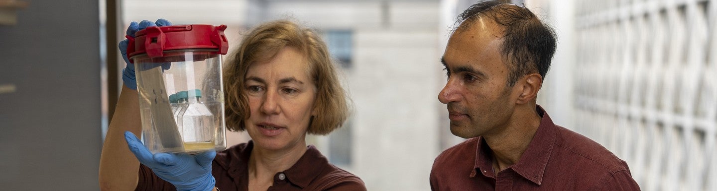 Karen Guillemin and Raghu Parthasarathy looking at Vibrio cholerae bacteria