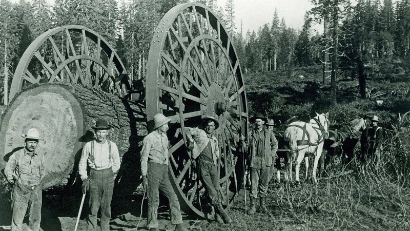 timber workers