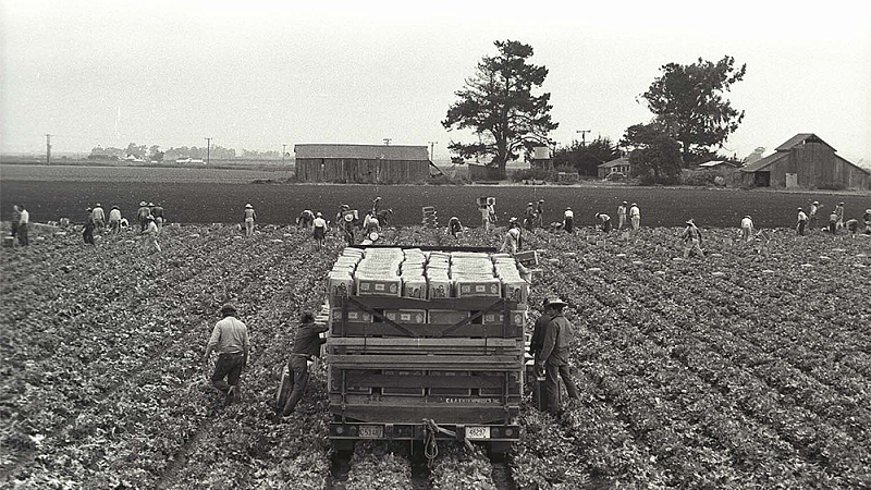 Old photo of migrant workers picking lettuce in a field