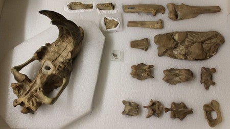 Saber-tooth bones on display