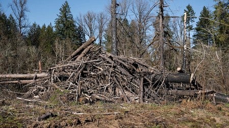 Burning wood piles