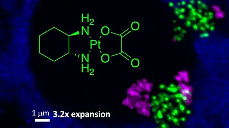 A nucleolus visualized with expansion microscopy from U-2 OS cells derived from a sarcoma of the tibia following a five-hour oxaliplatin treatment, a type of chemotherapy drug that contains platinum