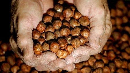 a person holding hazelnuts in his hand