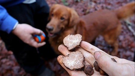 a person holding a truffle in front of a dog