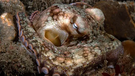 Octopus under sea