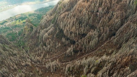 A debris slide area in the Leavens Creek watershed after the 2017 Eagle Creek Fire in the Columbia River Gorge.