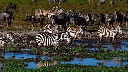 zebras in a field
