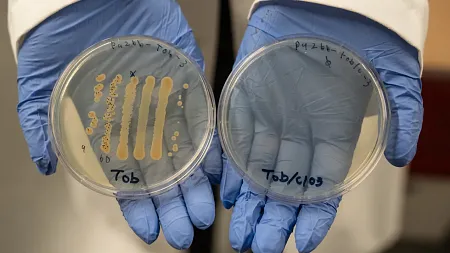 chlorate antibiotic treatment comparison