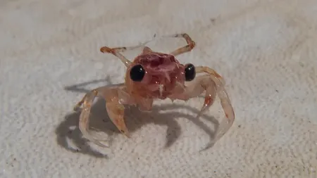 UO professor predicts crab seasons years ahead using a simple trap