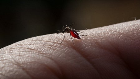 CAS Associate Professor of History Melissa Graboyes and her team of student researchers are working through historical records to rethink how to fight the mosquito-borne disease.