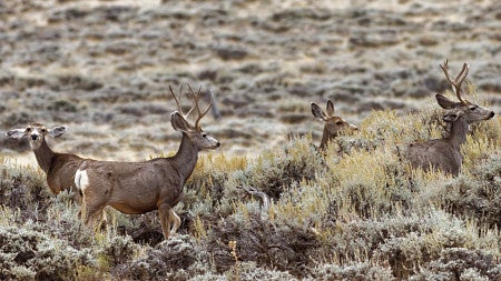 a small group of deer